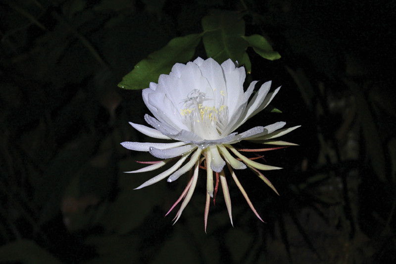 Người ta tin rằng, khi một điều ước được thực hiện vào lúc hoa Kadupul nở thì điều ước đó sẽ trở thành hiện thực. Ảnh btoptions.