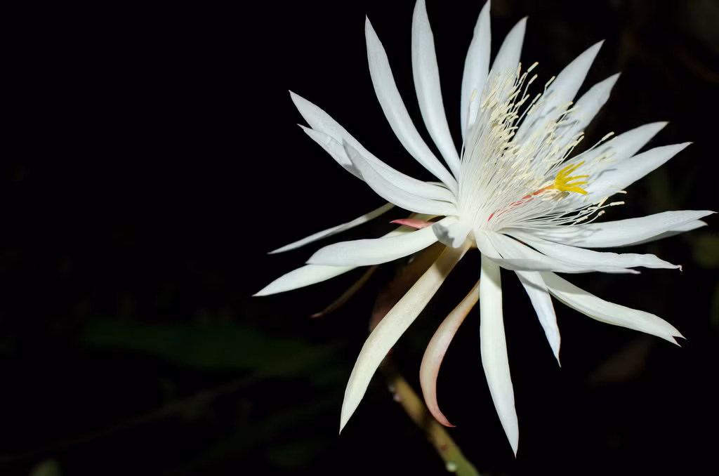 Hoa Kadupul có tên khoa học là Epiphyllum oxypetalum. Hoa chỉ nở về đêm và nhanh chóng úa tàn đi trước khi bình minh đến. Ảnh snaplant.