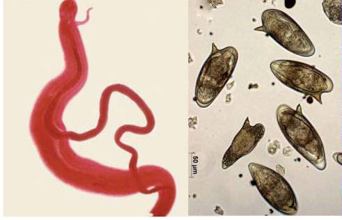 Điều này nghĩa là chu kỳ sống của loài sán Schistosoma mansoni kéo dài bao nhiêu thì sự chung thủy của chúng cũng kéo dài bấy nhiêu. Ảnh metapathogen.