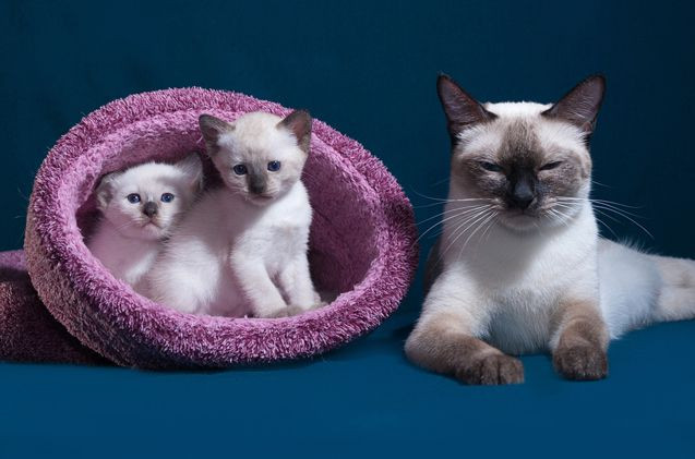 Trong thế kỷ 20, mèo xiêm cũng là một trong những nòi mèo phổ biến nhất ở châu Âu và Bắc Mỹ. Ảnh thukieng.