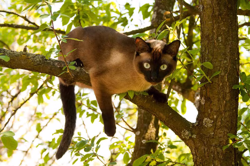 Mèo xiêm không hề kén, chúng rất nhanh nhẹn hoạt bát và thông minh hơn hầu hết các giống mèo Tây. Ảnh lolipet.