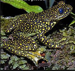 Ếch bám đá đốm vàng có thân dài, dẹt, đầu bẹt, không có các thanh cơ chằng ngang ở chân, cẳng chân dài và nhỏ. Ảnh blogspot.