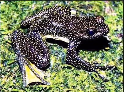 Ếch bám đá đốm vàng có nhiều đốm nhỏ màu vàng đan xen khắp cơ thể. Nhìn từ xa, trông chúng giống những vì sao trong đêm. Ảnh wordpress.