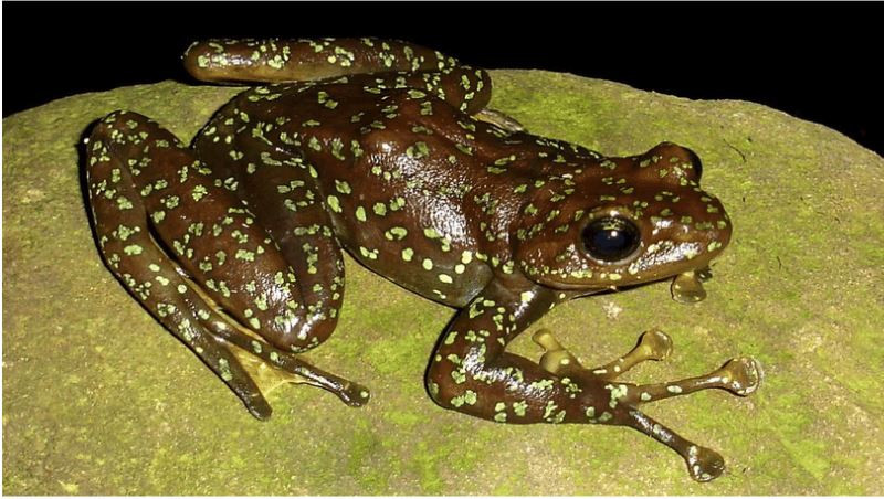 Ếch bám đá đốm vàng sống ven các suối, thác ở vùng núi rừng nhiều tầng, cây lớn ở độ cao lớn so với mực nước biển. Ảnh researchgate.