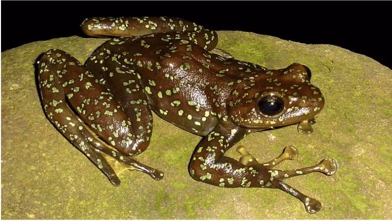 Ếch bám đá đốm vàng sống ven các suối, thác ở vùng núi rừng nhiều tầng, cây lớn ở độ cao lớn so với mực nước biển. Ảnh researchgate.