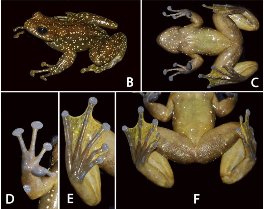 Ếch bám đá đốm vàng là loài ếch đẹp nhất trong các loài lưỡng cư. Ảnh researchgate.