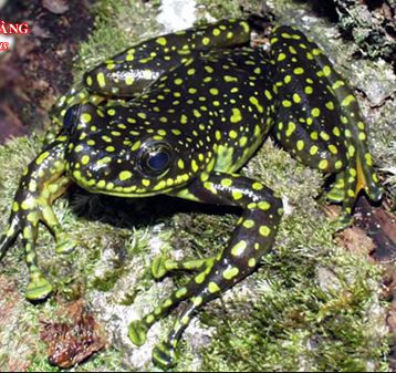 Ếch bám đá đốm vàng trên da không có các nốt sần, lớp da của chúng trơn nhẵn, không có nếp nhăn bên hông. Ảnh ytm.