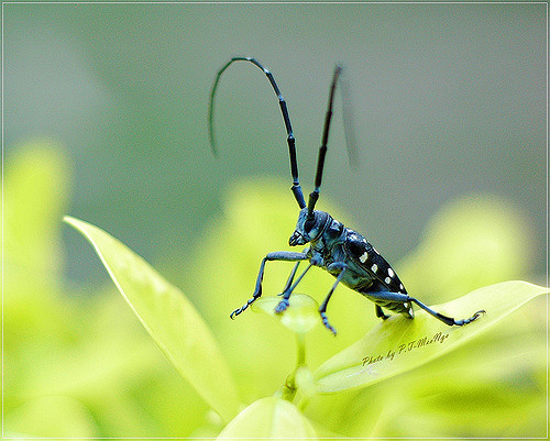 Một số loài bọ xén tóc gây hại phổ biến có thể kể đến là xén tóc đục thân, cành xoài Plocaderus ruficornis, bọ xén tóc hại cà phê Xylotrechus quadripes,... Ảnh staticflickr.