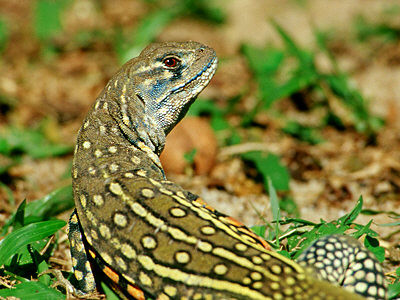 Nhông cát trinh sản có kích cỡ tương đối nhỏ với chiều dài đầu và thân khoảng 11,5cm, da có chín hàng vảy nổi gờ nở rộng ngang hai chi trên và 37 – 40 giáp bám phụ bên dưới ngón chân thứ tư. Ảnh biologiainteresante.