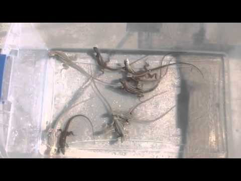 Nhông cát trinh sản còn có những chấm xanh lá cây ở lưng và đuôi. Ảnh ytimg.