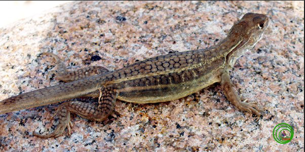 Nhông cát trinh sản chỉ xuất hiện duy nhất tại vùng đất cát ven biển và rừng tràm trên vùng đất nhiễm phèn của khu bảo tồn thiên nhiên Bình Châu – Phước Bửu, thuộc tỉnh Bà Rịa–Vũng Tàu của Việt Nam. Ảnh blogspot.