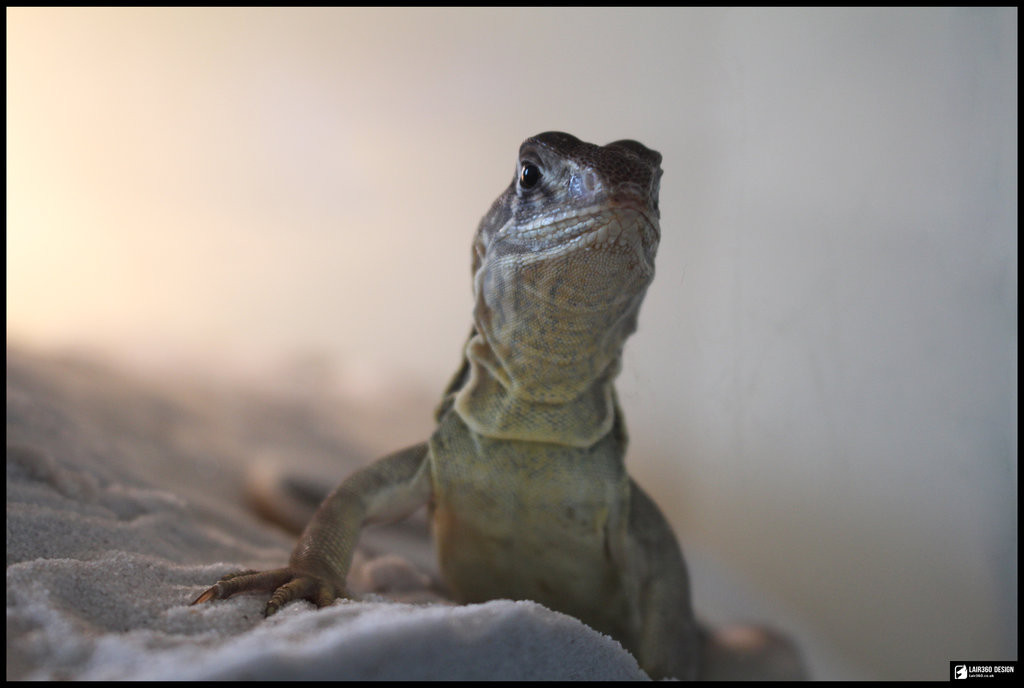 Các con nhông cát trinh sản cái tự rụng trứng và tự phát triển thành dòng vô tính để cho ra đời những con thằn lằn con. Ảnh deviantart.