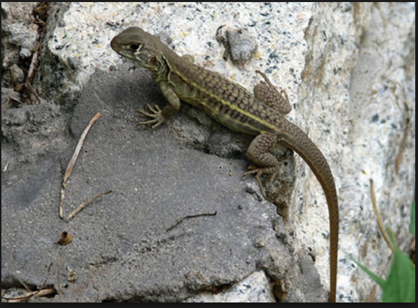 Trong tự nhiên, quần thể nhông cát trinh sản không hề có con đực, chỉ toàn cá thể cái. Chính vì vậy mà chúng còn được gọi với tên nhông cát vô tính. Ảnh blogspot.