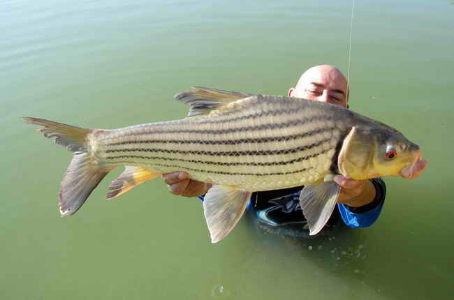 Cá trà sóc phân bố ở Việt Nam, Lào, Campuchia, Malaysia, Thái Lan. Chúng cư trú chủ yếu trên các dòng sông lớn như sông Chao Phraya, sông Perak, sông Maeklong hay sông Pahang. Ảnh blogspot.