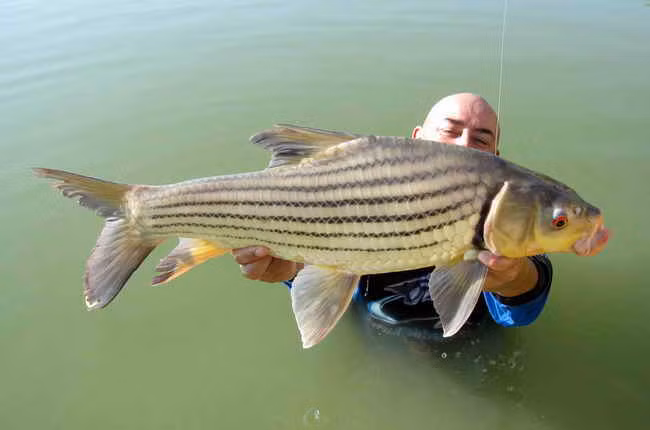 Cá trà sóc phân bố ở Việt Nam, Lào, Campuchia, Malaysia, Thái Lan. Chúng cư trú chủ yếu trên các dòng sông lớn như sông Chao Phraya, sông Perak, sông Maeklong hay sông Pahang. Ảnh blogspot.