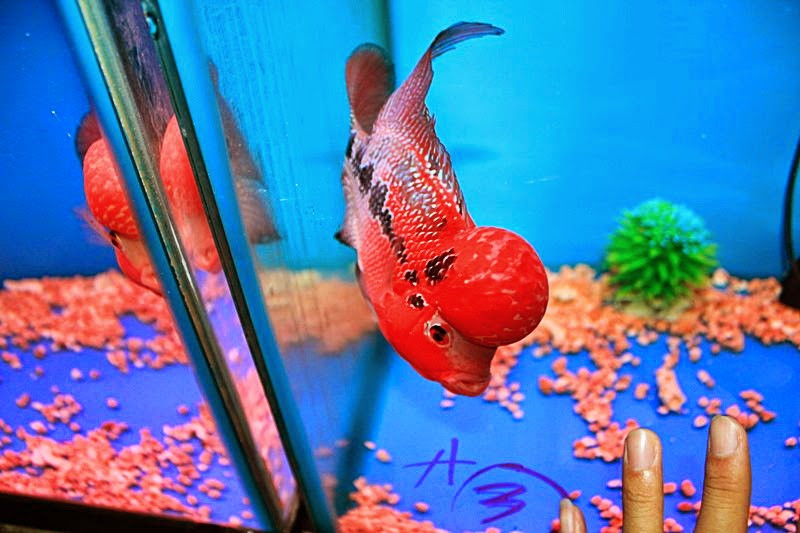 Cá La Hán có hình dáng đẹp, mạnh mẽ với màu sắc sặc sỡ, bắt mắt. Đặc biệt, con có đầu gù càng to thì càng giá trị. Ảnh webtretho.