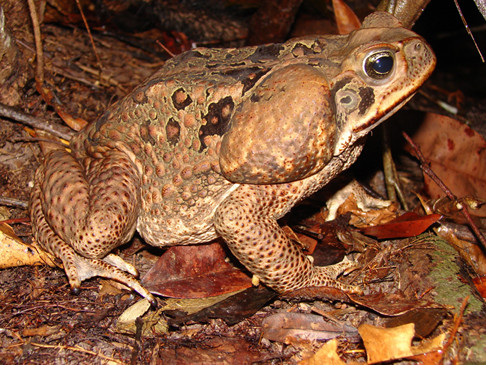 Loài cóc mía có các tuyến độc và nòng nọc của nó cũng rất độc. Ảnh bolivianamphibianinitiative. 