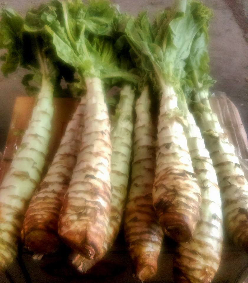 Với hương vị thanh mát, rau ngó xuân trở thành đặc sản “sốt xình xịch” mỗi khi thời tiết giao mùa. Ảnh imgur.