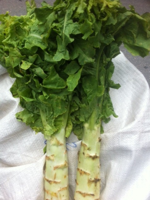 Rau ngó xuân có thể được chế biến theo nhiều khiểu khác nhau như luộc, xào với thịt trâu, nhúng lẩu… Ảnh nongsandungha.