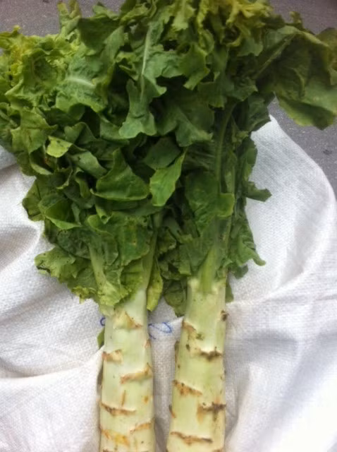 Rau ngó xuân có thể được chế biến theo nhiều khiểu khác nhau như luộc, xào với thịt trâu, nhúng lẩu… Ảnh nongsandungha.