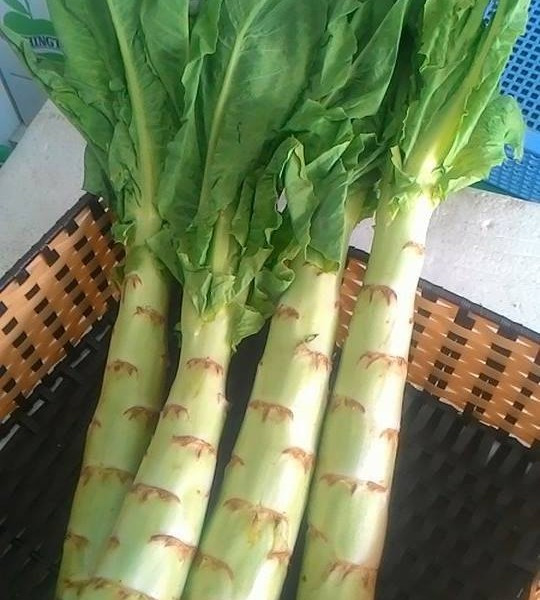 Phần củ bên dưới của cây rau ngó xuân là bộ phận thường được sử dụng để ăn. Ảnh bietrausach.