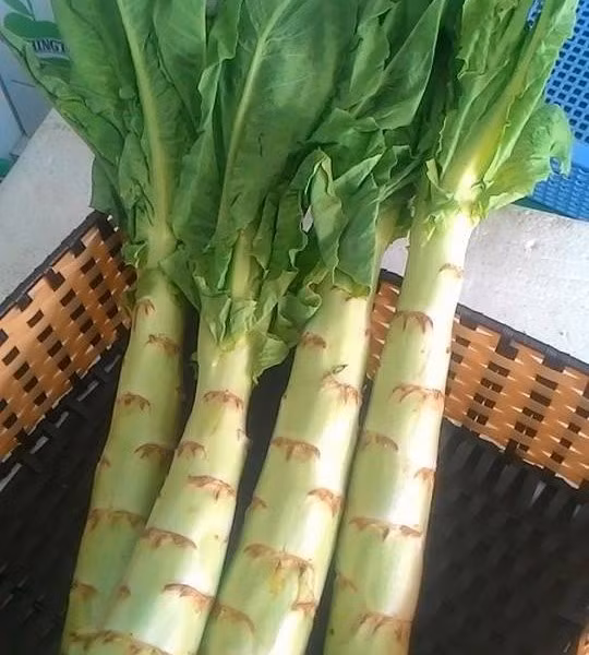 Phần củ bên dưới của cây rau ngó xuân là bộ phận thường được sử dụng để ăn. Ảnh bietrausach.