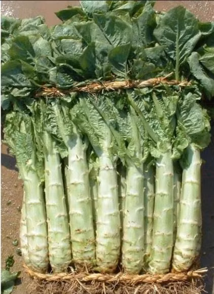 Rau ngó xuân có mùi thơm rất đặc trưng và có vị ngọt bùi. Chính vì vậy mà rau ngó xuân còn có tên gọi khác là rau cải thơm. Ảnh Hatgiongtot.