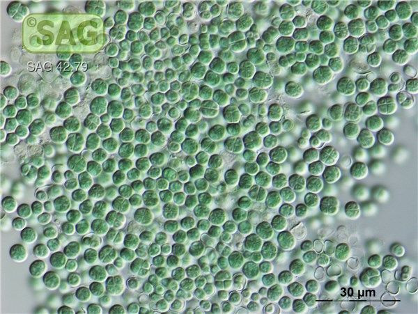 Nguồn ảnh: phys.