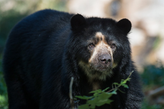 Số lượng gấu mặt ngắn Andes đang giảm dần do môi trường sống của chúng bị mất đi và do bị săn bắn. Ảnh imgur.