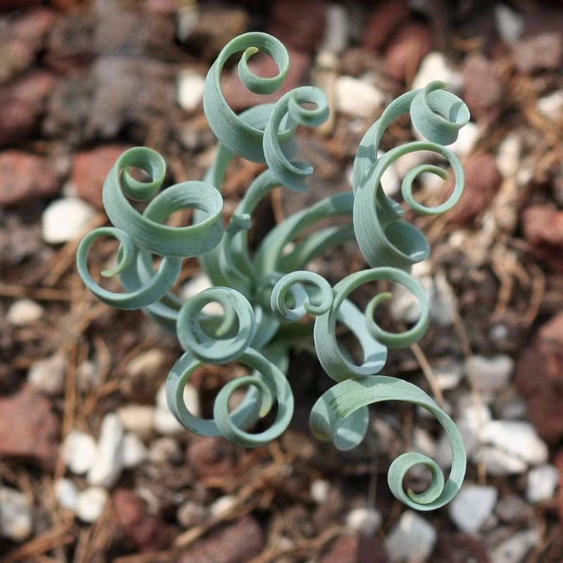 Cỏ xoắn ốc có thể được trồng quanh năm và thường trồng bằng hạt. Ảnh aliexpress.