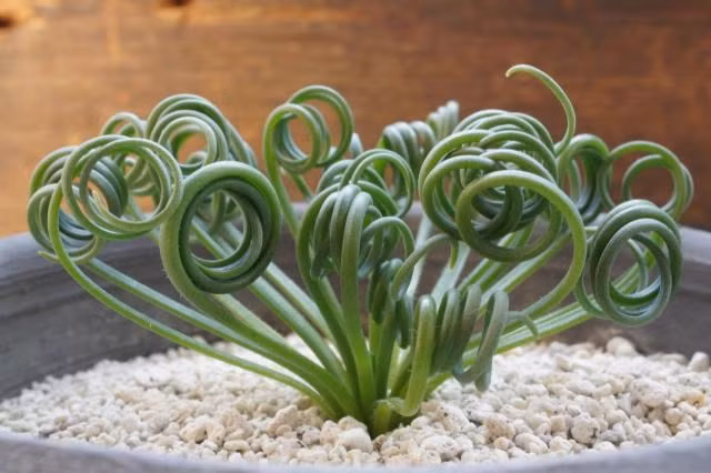 Ngoài hình dáng kỳ lạ, cỏ xoắn ốc còn có khả năng thanh lọc không khí rất tốt, giúp tẩy sạch formaldehyde trong không khí. Ảnh chichbong.
