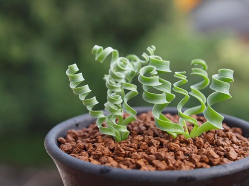 Những chiếc lá của cỏ xoắn ốc chứa rất nhiều nước bên trong giúp chúng thích nghi được với khí hậu khắc nghiệt ở sa mạc. Ảnh chichbong.