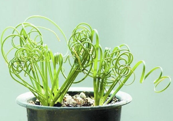 Cỏ xoắn ốc nổi bật với những chiếc lá dị thường, xoắn lại theo hình trôn ốc, có thể vươn tới độ cao 15cm. Ảnh snaplant.