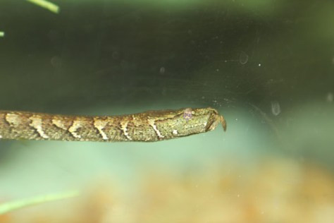 Mặc dù được xếp vào danh sách các loài rắn độc nhưng rắn xúc tu lại không gây hại cho con người. Ảnh littlescorpion.