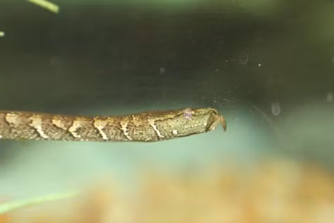 Mặc dù được xếp vào danh sách các loài rắn độc nhưng rắn xúc tu lại không gây hại cho con người. Ảnh littlescorpion.