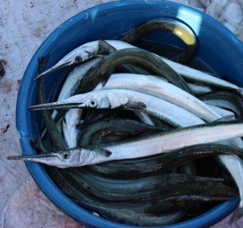 Trên thế giới, cá nhái phân bố ở vùng Đông Nam Á và Nam Á. Thậm chí ở Áo, cá nhái còn được nuôi như một loại cá cảnh. Ảnh Dacsanphanthiet.