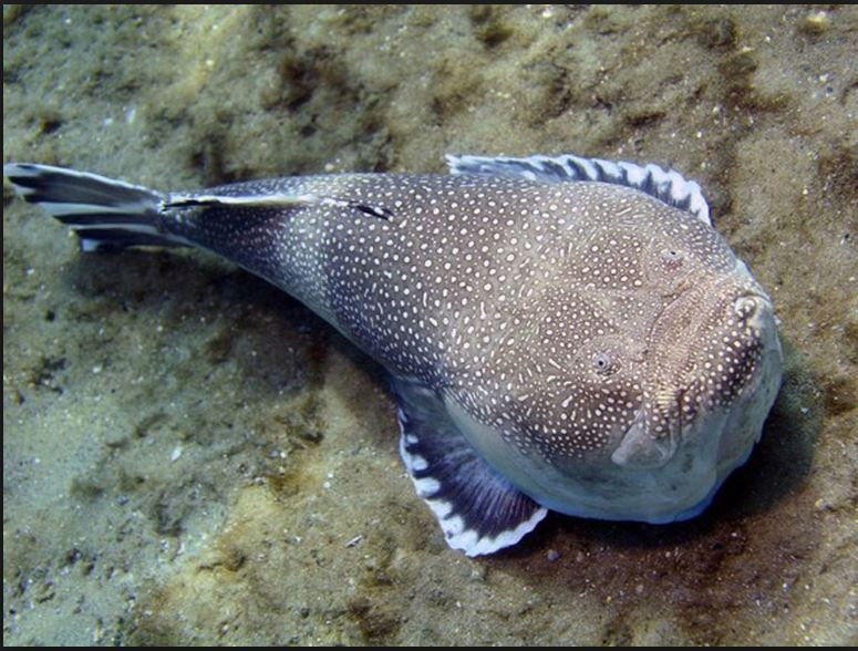 Cá chiêm tinh thường vùi mình dưới lớp cát khi săn mồi, chỉ để hở hàm răng nhọn hoắt và đôi mắt. Thức ăn của chúng bao gồm cá nhỏ, cua và loài giáp xác. Ảnh blogspot.