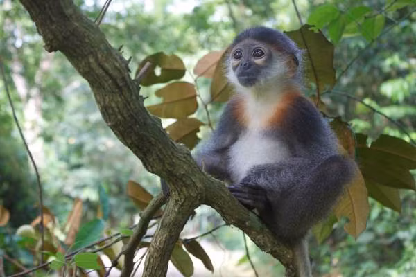 Mùa "yêu đương" của voọc chà vá chân xám bắt đầu giữa tháng 8 và tháng 12 trong khi mùa sinh sản thường diễn ra giữa tháng 1 và tháng 8. Ảnh Wp.