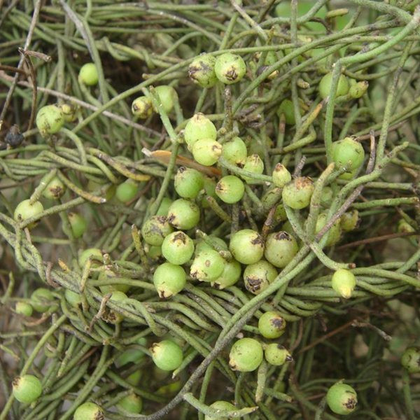 Cây tơ xanh thường mọc ký sinh trên các dạng cây bụi và mọc hoang ở các đồi núi, ra hoa quả nhiều hàng năm. Ảnh trees