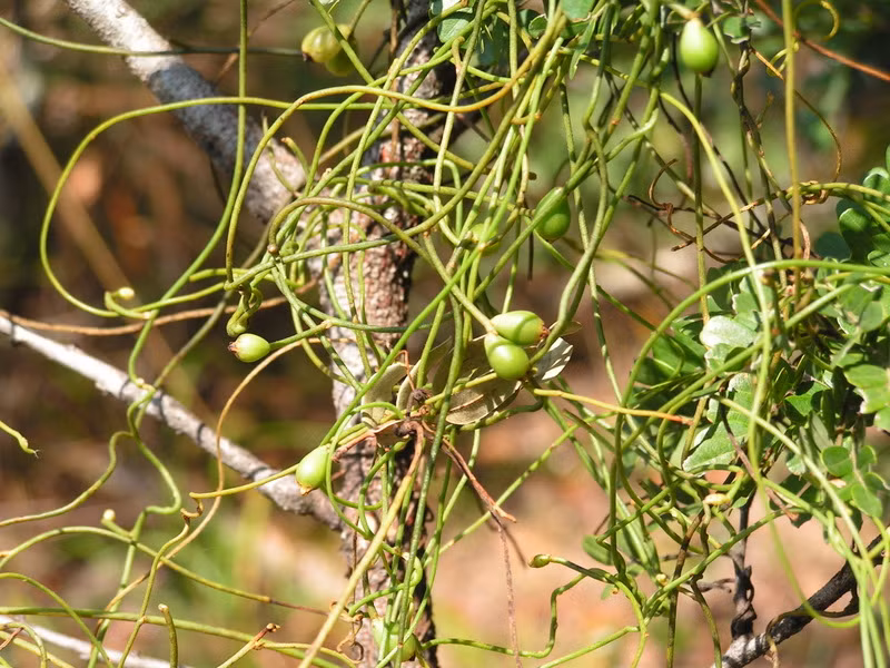 Cây tơ xanh tái sinh chủ yếu tự nhiên từ hạt nhưng nó cũng có khả năng tái sinh vô tính từ những đoạn thân, hay đoạn cành khi được tiếp xúc với cây chủ hoặc cây giá thể. Ảnh zimbabweflora.