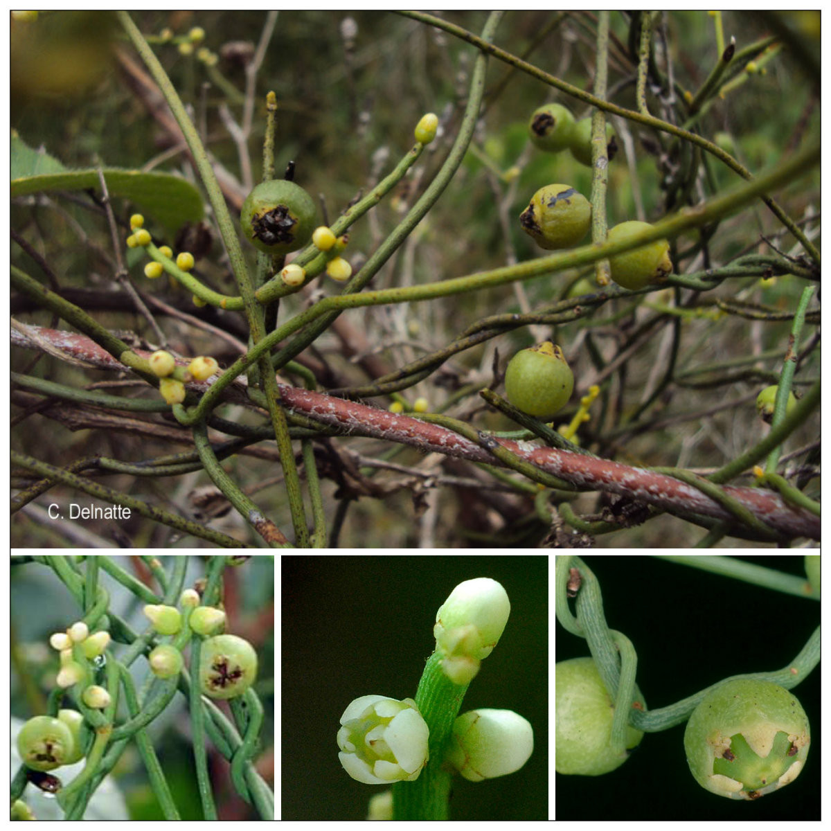 Cây tơ xanh là loại cây dây leo thảo, sợi màu lục sẫm. Lá của nó rất nhỏ và bị tiêu giản thành vảy. Hoa nhỏ, màu trắng, xếp thành bông dài từ 1,5cm - 5cm. Ảnh baithuocquanhta.