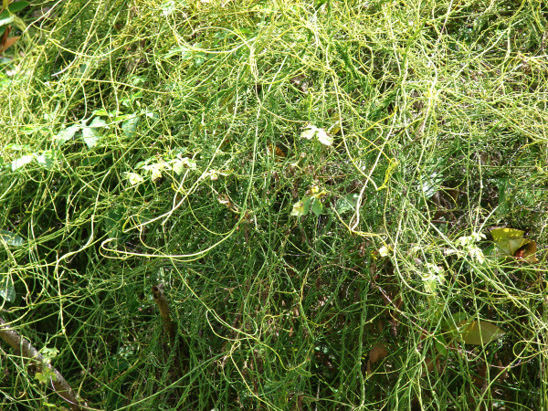  Cây tơ xanh phân bố khắp miền nhiệt đới. Loài cây leo ký sinh này phổ biến ở Mỹ Latinh, Tây Ấn, Nam Phi, Indonesia, Sri Lanka cũng như ở Việt Nam. Ảnh ydvn.