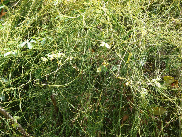  Cây tơ xanh phân bố khắp miền nhiệt đới. Loài cây leo ký sinh này phổ biến ở Mỹ Latinh, Tây Ấn, Nam Phi, Indonesia, Sri Lanka cũng như ở Việt Nam. Ảnh ydvn.