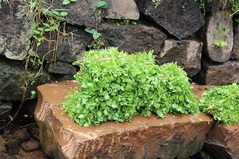 Rau liệt chứa nhiều vitamin và khoáng chất thiết yếu, lại có thể chế biến thành nhiều món ăn ngon như xào bò, trộn cà chua, nộm salad, nấu canh thịt băm, ăn lẩu,...Ảnh quangtri.