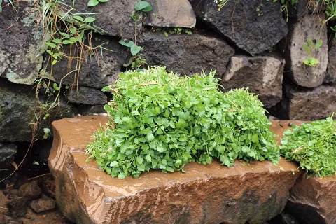 Rau liệt chứa nhiều vitamin và khoáng chất thiết yếu, lại có thể chế biến thành nhiều món ăn ngon như xào bò, trộn cà chua, nộm salad, nấu canh thịt băm, ăn lẩu,...Ảnh quangtri.