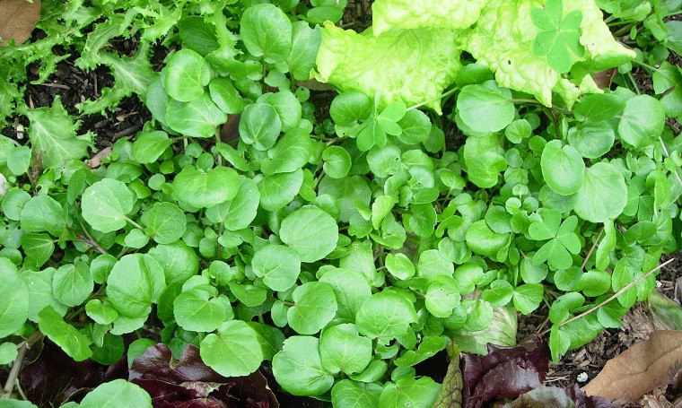 Rau liệt có tên gọi như vậy là do khi cắt, người dân thường cắt liệt (cắt triệt), chỉ để lại phần gốc rau và khi trồng rau, người dân thường đặt nằm liệt lên mặt ruộng chứ không phải trồng phức tạp. Ảnh hatgiongf1.