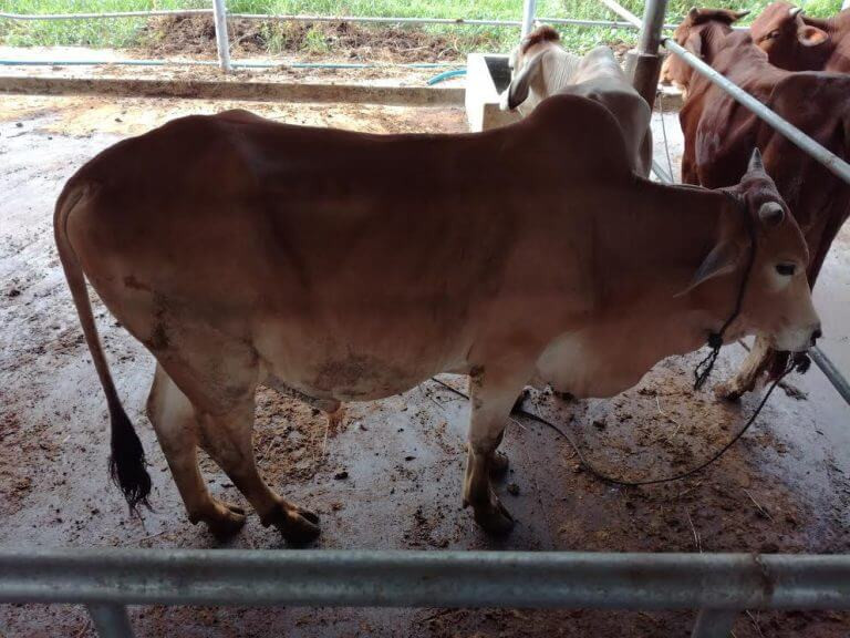 Bò vàng có tầm vóc nhỏ, trọng lượng thấp, vì vậy mà còn có tên gọi khác là bò cóc hay bò ta. Ảnh muabannhanh.