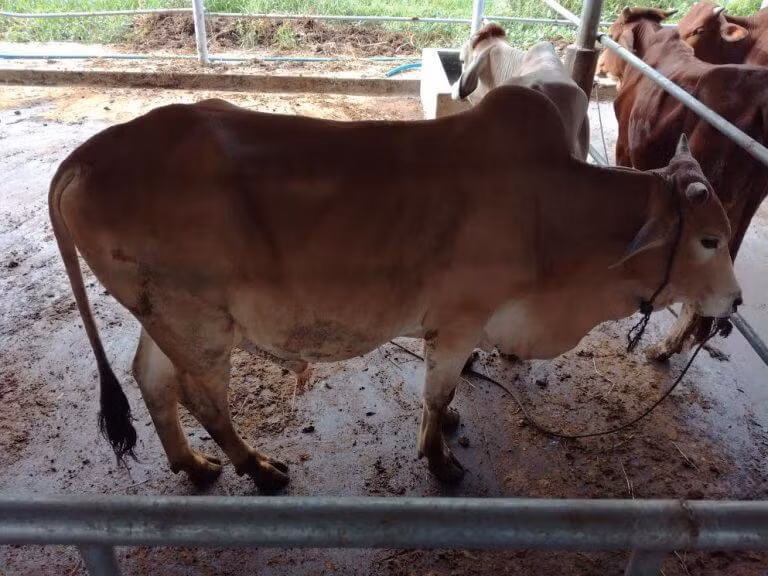 Bò vàng có tầm vóc nhỏ, trọng lượng thấp, vì vậy mà còn có tên gọi khác là bò cóc hay bò ta. Ảnh muabannhanh.