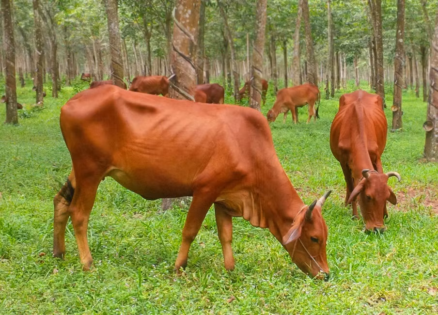 Ở Việt Nam, giống bò vàng thường tập trung ở các vùng đồi núi và vùng ven biển Thanh Hóa, Nghệ An, Quảng Ngãi… Ảnh dktcdn.