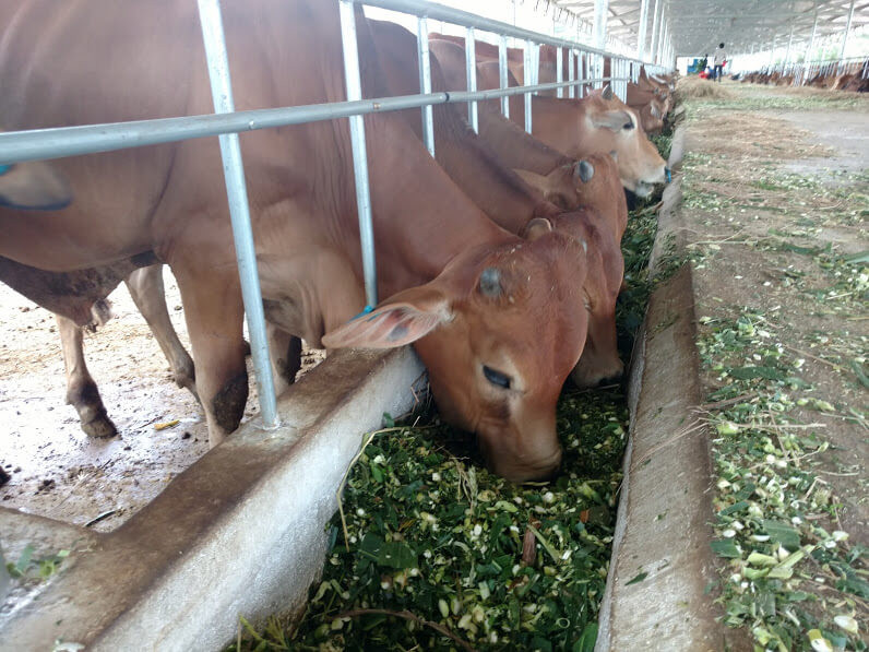 Vì vậy, bò vàng Việt Nam thường được cho phối giống với bò Zebu để tạo ra con lai có tầm vóc lớn hơn và sức sản xuất tốt hơn. Ảnh muabannhanh.